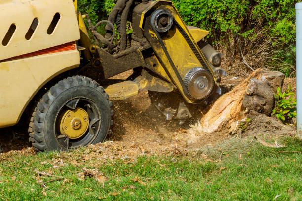 Dead Tree Removal in Crooked Lake Park, FL